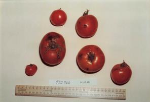 Click for 1 image(s) for this accession. FRUIT